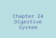 Chapter 24 Digestive System. Digestive Processes Ingestion Movement / peristalsis Digestion (chemical & mechanical) Absorption Defecation