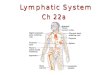 Part of the immune system that consists of 2 independent parts: 1.meandering network of lymphatic vessels 2.various lymphoid tissues and organs Lymphatic