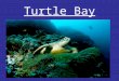 Turtle Bay Standards ELA 3R1 The student demonstrates the ability to read orally with speed, accuracy and expression Elements The student… a.Applies