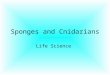 Sponges and Cnidarians Life Science. Review the Animal Kingdom 4 Major Characteristics? Multicellular Eukaryotic Heterotrophs Cells lack cell walls