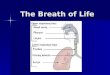 The Breath of Life Respiration Most organisms on Earth are aerobic. Meaning, they require oxygen to survive. Most organisms on Earth are aerobic. Meaning,