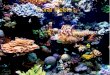 Coral Reefs. Map of Coral Reefs Around the Earth