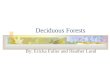 Deciduous Forests By: Ericka Fuller and Heather Lund
