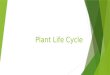 Plant Life Cycle. Seed  Plants produce all types of seeds. Bean seeds are produced in pods. As the pod matures on the plants, it dries and splits open