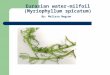 Eurasian water-milfoil (Myriophyllum spicatum) By: Melissa Negron