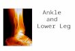 Ankle and Lower Leg. Do Now What do you predict are some of the most common injuries of the foot and ankle? Have you ever injured your ankle?