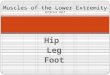 Hip Leg Foot Muscles of the Lower Extremity Inferior Half