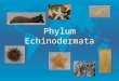 Phylum Echinodermata End show End show Jenna Hellack Fall 2000 Echinodermata l Bilateral larvaeradial adults l Bilateral larvae, radial adults. five