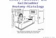 Liver, Pancreas, and Gallbladder Anatomy-Histology Correlate By: Michael Lu, Class of ‘07
