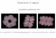 Assimilation of ammonia glutamine synthetase (GS) Glutamine synthetase of Salmonella thyphymurium (a bacterium closely related to E. coli)