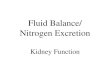 Fluid Balance/ Nitrogen Excretion Kidney Function