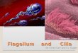 Flagellum and Cilia By Corey Carr and E.J. Kugler