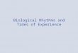 Biological Rhythms and Tides of Experience. Biological Rhythms A biological clock in our brains governs the waxing and waning of –hormone levels, –urine