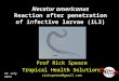 Necator americanus Reaction after penetration of infective larvae (iL3) Prof Rick Speare Tropical Health Solutions rickspeare@gmail.com 22 July 2012