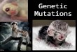 Genetic Mutations. Standards: CLE 3210.4.6Describe the connection between mutations and human genetic disorders. Objectives: Investigate the affect of
