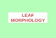LEAF MORPHOLOGY. leaf sheath Dicotyledonous leaf Monocotyledonous leaf leaf apex leaf margin blade/lamina leaf vein petiole stipule ligule auricle abscission