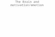 The Brain and motivation/emotion. Dual Process Theory and the Brain What evidence exists that supports this theory? The Temporal Lobes and emotionality