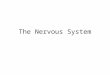 The Nervous System. The Nervous System Page 897 The nervous system is an intricate communication network that coordinates and controls functions throughout