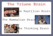 The Reptilian Brain The Mammalian Brain The Thinking Brain The Triune Brain