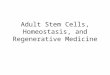Adult Stem Cells, Homeostasis, and Regenerative Medicine