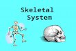 Skeletal System. Fun Facts A giraffe has the same # of bones in the neck as humans do Bones are 14% of your body weight Bone is 5x as strong as steel