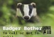 Badger Bother To cull or not to cull?. Why cull badgers? Badgers are blamed for spreading the bovine tuberculosis (bTB) disease to dairy cows... by some