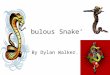 Fabulous Snake’s By Dylan Walker.. Controlling Body Temperature. Snakes are ectothermic ( that mean’s cold blooded ) And Snake’s scale’s help it’s body