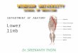Dr. SREEKANTH THOTA DEPARTMENT OF ANATOMY Lower limb