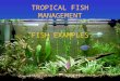 TROPICAL FISH MANAGEMENT FISH EXAMPLES. TOOTHED CARP livebearers guppies, mollies, platys, swordtails family: Poeciliidae
