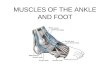 MUSCLES OF THE ANKLE AND FOOT. Ankle and Foot Muscles Extrinsic and Intrinsic muscles Extrinsic muscles –Anterior muscle cause dorsal flexion –Posterior