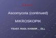 Ascomycota (continued) MIKROSKOPIK YEAST, RAGI, KHAMIR… DLL KULIAH 7