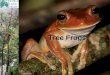 Tree Frogs © Chris Knowles. There are over 600 different types (species) of Tree Frog. Tree Frogs are found in the tropics, the areas around the tropics,