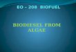 BIODIESEL FROM ALGAE. Alga – a photosynthetic organism of a group that lives mainly in water and that includes seaweeds