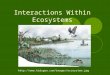 Interactions Within Ecosystems 