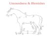 Unsoundness & Blemishes. Definitions Unsoundness –Any deviation in structure or function that interferes with a horse's intended use or performance Blemishes