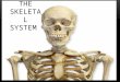 THE SKELETAL SYSTEM. STRUCTURE OF THE SKELETAL SYSTEM  The skeletal system consist of 2 major parts: - Bones - Tissues such as: 1.Tendons 2. Ligaments