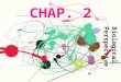 CHAP. 2 Biological Perspective The Nervous System Nervous System Central Nervous System The Brain & Spinal Cord Peripheral Nervous System Transmits info