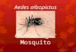 Asian Tiger Mosquito Aedes albopictus.  Native to South-East Asia  Arrived in U.S. in 1985