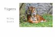 Tigers Riley Scott. Animal defenses Tigers use their front and back claws. Tigers use their sharp teeth to kill an animal. Tigers use their camouflage