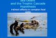 Sea Otters and the Trophic Cascade Hypothesis indirect effects in complex food webs