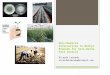 Non-Chemical Alternatives to Methyl Bromide for Soil-Borne Pest Control Ricardo Labrada ricardolabrada@hotmail.com