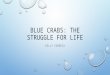BLUE CRABS: THE STRUGGLE FOR LIFE KELLY CORREIA. WHY ARE BLUE CRABS IMPORTANT? IMPORTANT FOR FISHERMAN– THEY’RE DELICIOUS! THEY FEED ON ALMOST ANYTHING