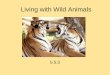 Living with Wild Animals 5.5.3. com - bined When I combined the colors blue and red I got violet