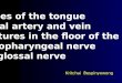 Muscles of the tongue Lingual artery and vein Structures in the floor of the mouth Glossopharyngeal nerve Hypoglossal nerve Kritchai Bespinyowong