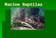 Marine Reptiles. Classification Class Reptilia  Order Chelonia  Sea turtles  Order Squamata  Sea snakes, marine iguana  Order Crocodilia  Saltwater