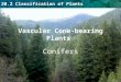 20.2 Classification of Plants Vascular Cone-bearing Plants Conifers