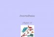 Invertebrates Chapter 33. Most animals - invertebrates - do not have backbone
