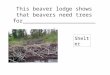 This beaver lodge shows that beavers need trees for______________________. Shelter