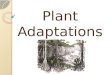 Plant Adaptations. Structure and Function The structure and function of plant parts is evidence of adaptation. Plant populations and species develop defenses