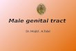 Male genital tract Dr. Majid. A.Talal. * Male reproductive system consist of: 1- scrotum 2- Testes & epididymis 3- Spermatic cord 4- deferent duct 5-